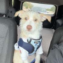 Thumbnail photo of BOSTON – 5 MONTH MALE BORDER TERRIER MIX #2