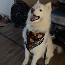 Thumbnail photo of Apollo #1