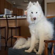 Thumbnail photo of Apollo #3