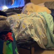 Thumbnail photo of Apollo #4