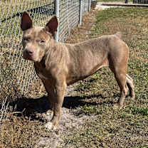 Thumbnail photo of Naan #2