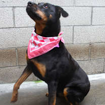 Thumbnail photo of PHOENIX #2