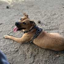 Thumbnail photo of Chops #2