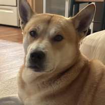 Thumbnail photo of Loper #2