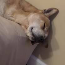 Thumbnail photo of Loper #4