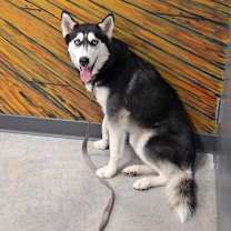 Thumbnail photo of Misty #1