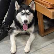 Thumbnail photo of Misty #2