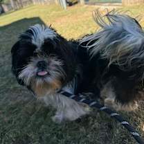 Thumbnail photo of Edison #2