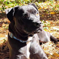 Thumbnail photo of Crush #2