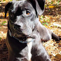 Thumbnail photo of Crush #4