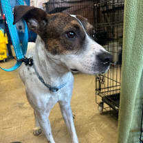 Thumbnail photo of Teddy #1