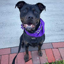 Thumbnail photo of Layla #1