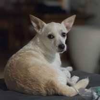 Thumbnail photo of Daphne #1