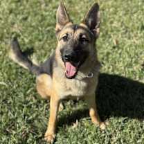 Thumbnail photo of Phoenix #1