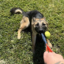 Thumbnail photo of Phoenix #2