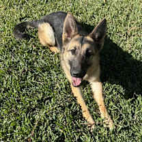 Thumbnail photo of Phoenix #3