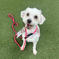 Thumbnail photo of Dior #4