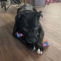 Thumbnail photo of Mickey Bibb #3