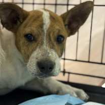 Thumbnail photo of Cheeto #2