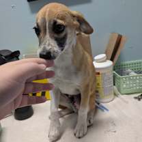 Thumbnail photo of Raichu #1