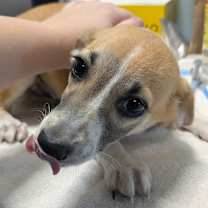 Thumbnail photo of Raichu #2