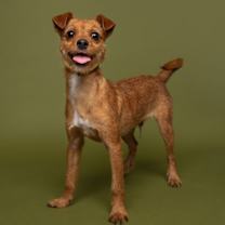 Thumbnail photo of Rabbit #2