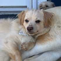 Thumbnail photo of Whiskey #2