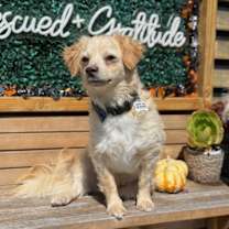 Thumbnail photo of Whiskey #3