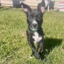 Thumbnail photo of Romy #1