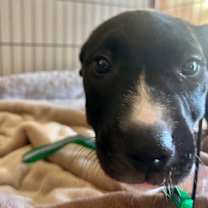 Thumbnail photo of Romy #3