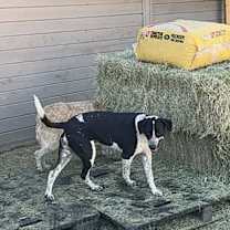 Thumbnail photo of Bella #3