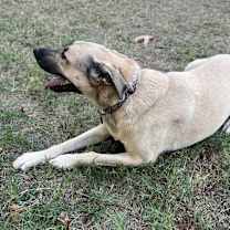 Thumbnail photo of Sadie #3