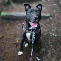 Thumbnail photo of Roscoe #2