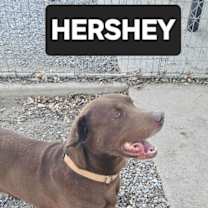Thumbnail photo of HERSHEY #3