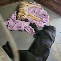 Thumbnail photo of Hayden - (CP)-Foster or Adopt Me! #4