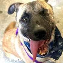 Thumbnail photo of Evee - (CP)-Adopt Me #1