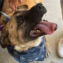 Thumbnail photo of Evee - (CP)-Adopt Me #2