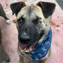 Thumbnail photo of Evee - (CP)-Adopt Me #3