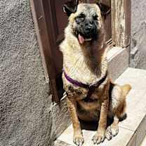 Thumbnail photo of Evee - (CP)-Adopt Me #4