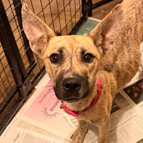 Thumbnail photo of Sienna #2