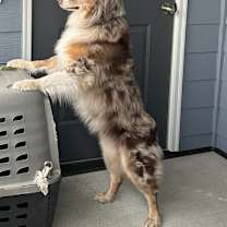 Thumbnail photo of Dutch #2