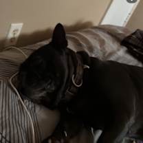 Thumbnail photo of koa #2