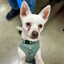 Thumbnail photo of Ace *Adopt or Foster #1