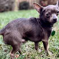 Thumbnail photo of Rowdy #1