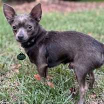 Thumbnail photo of Rowdy #3