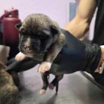 Thumbnail photo of 59800024 #2