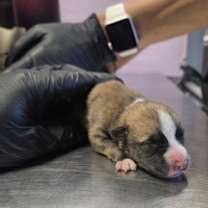 Thumbnail photo of 59800039 #2