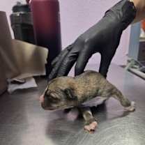 Thumbnail photo of 59800099 #1