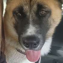 Thumbnail photo of Desiel #4