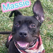 Thumbnail photo of Massie #1